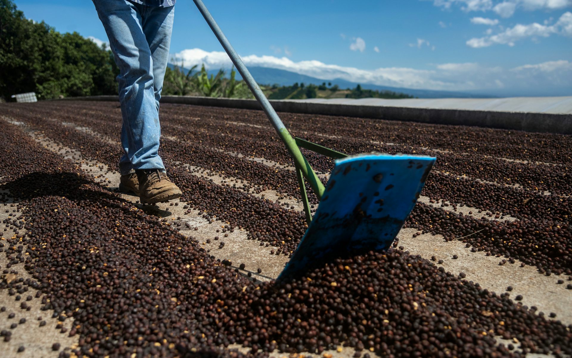 Мужчина перебирает кофейные зерна и сушит их на ферме в Коста-Рике.